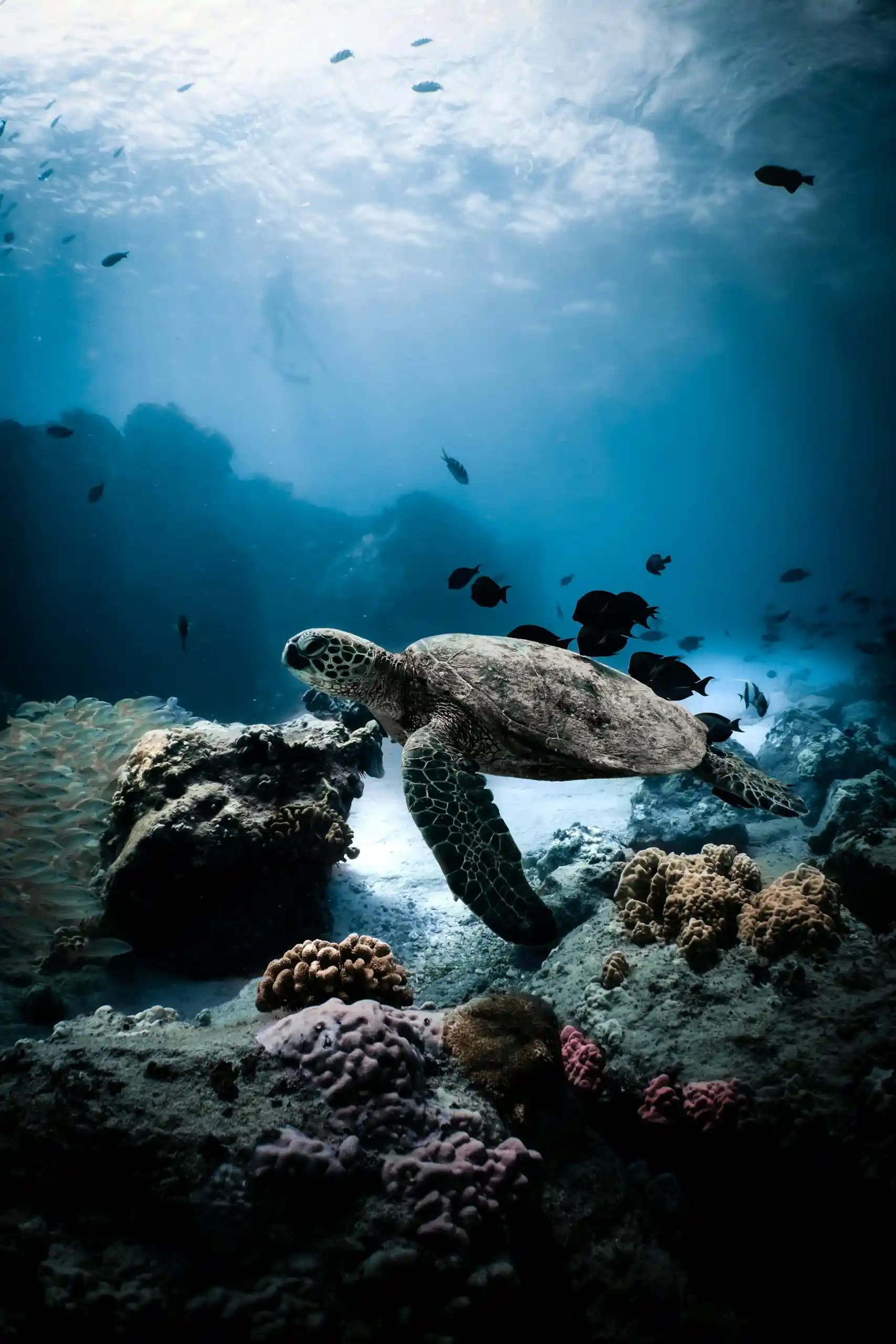 Turtle Bottle - A sea turtle gracefully swimming over a vibrant coral reef in the ocean.